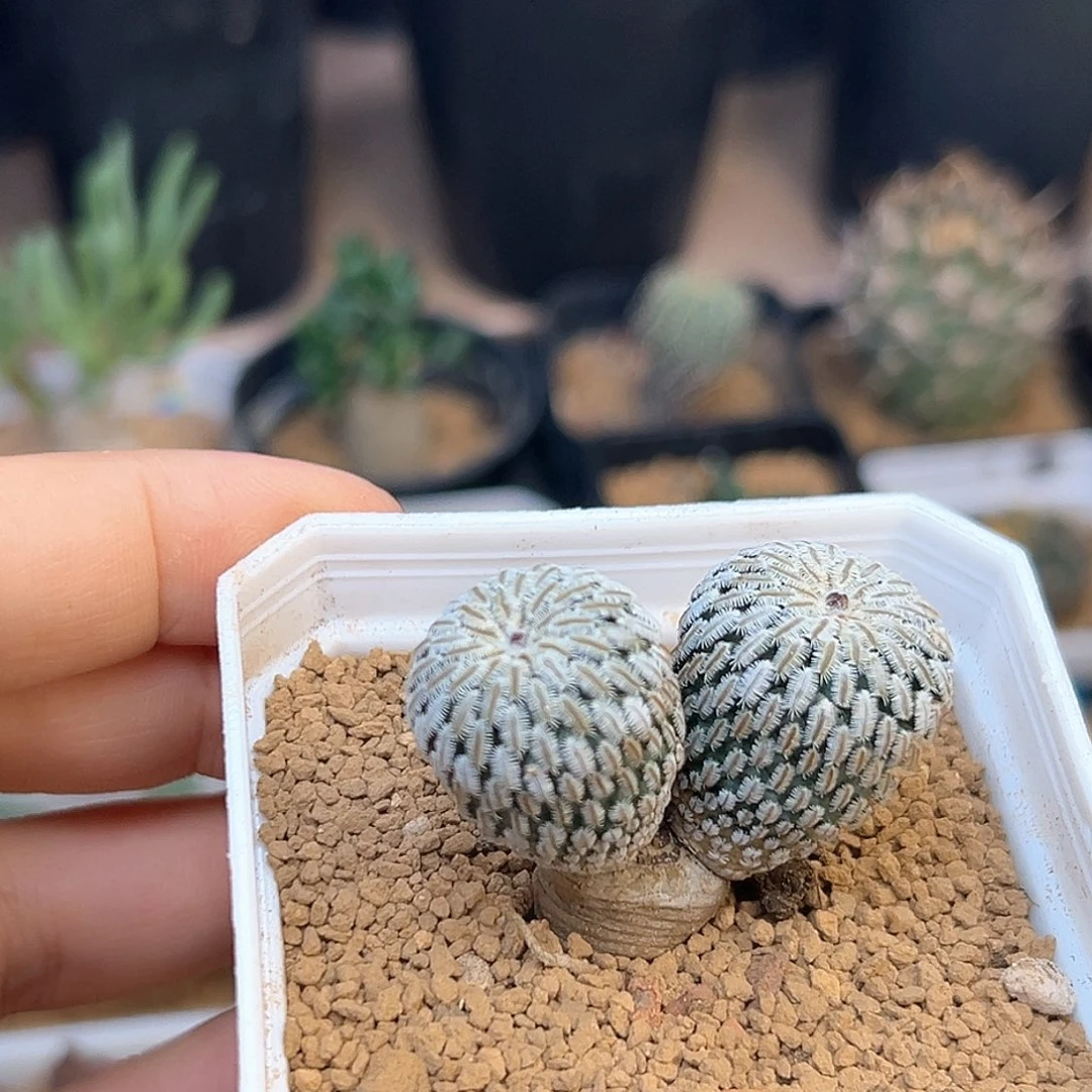 精巧殿实生球双头