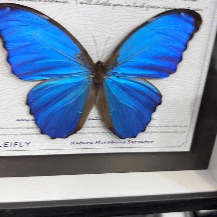 好***呀蝴蝶标本定制084@