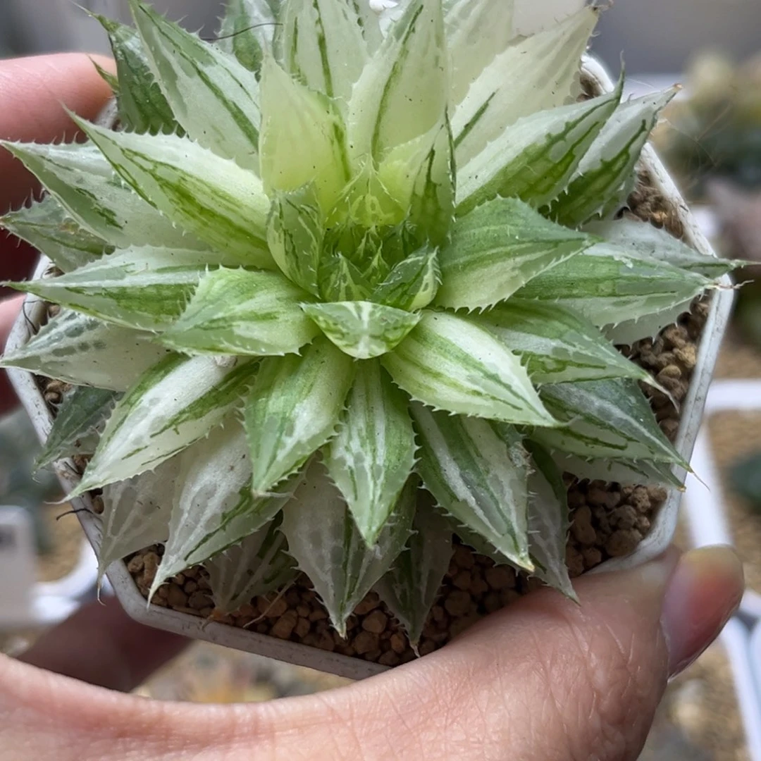 689曲水玉露锦哈哈哈哈哈