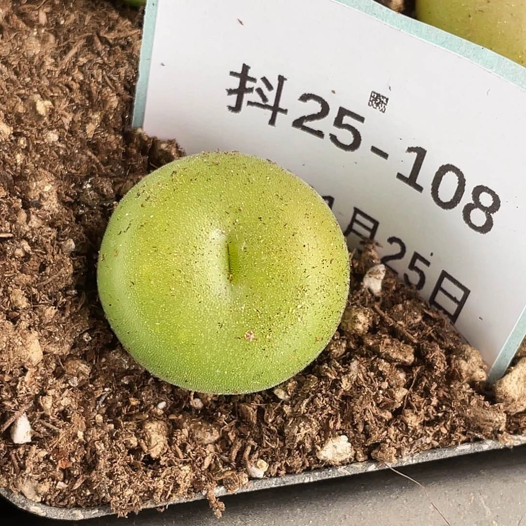 25-108空卡佛多肉植物