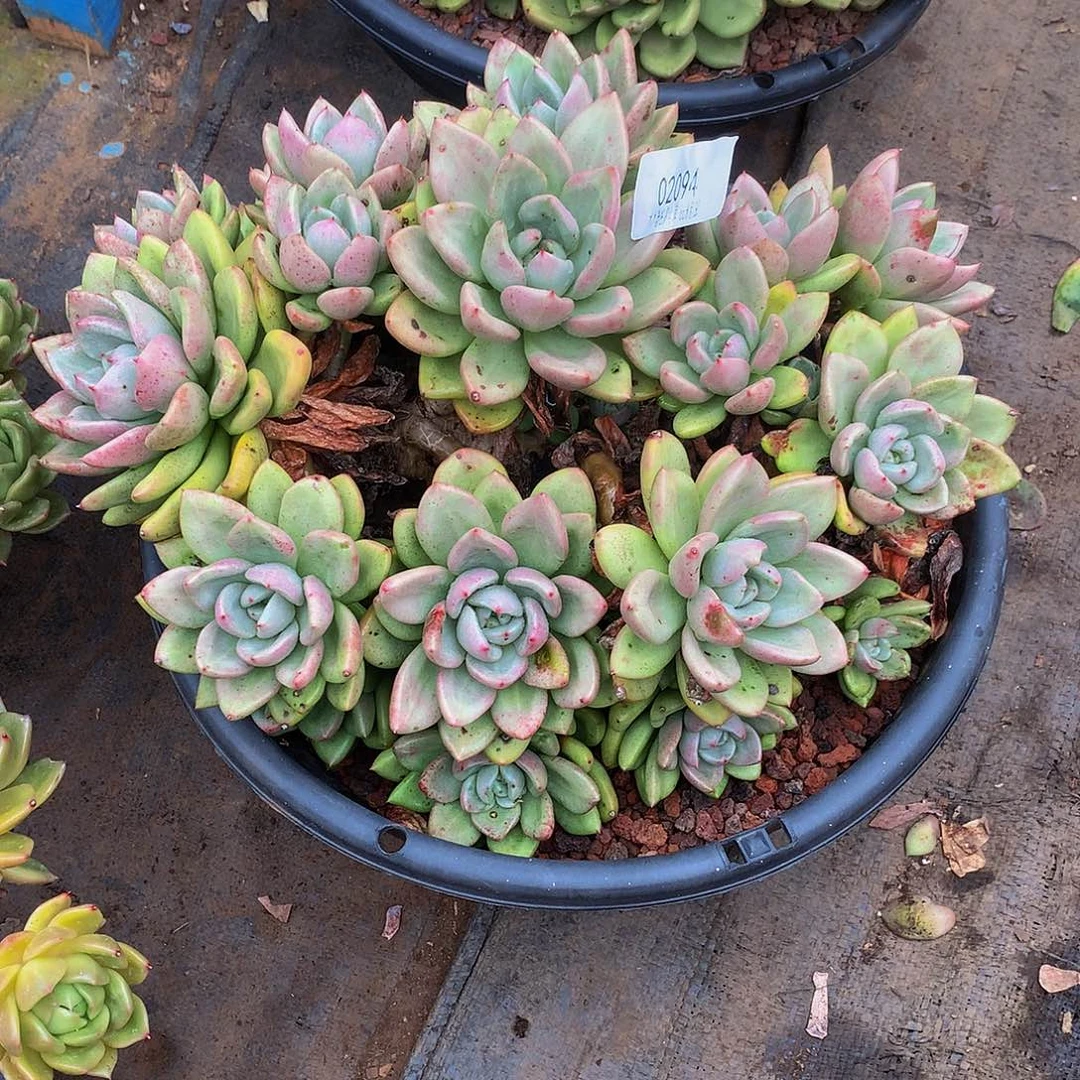 南***l    鳄梨多肉02094