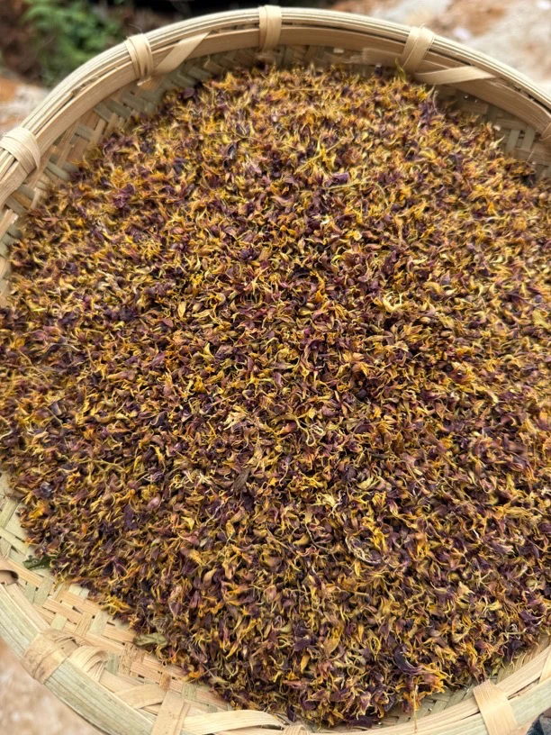 【涂涂守山】云南大树寄生珍虫石斛花可搭配枸杞