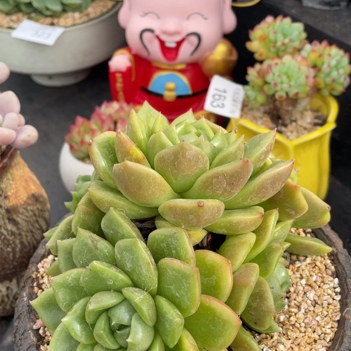 弥鹿之森一物一拍