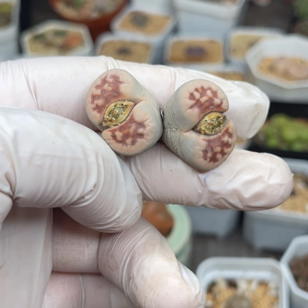 多肉植物一物一拍80