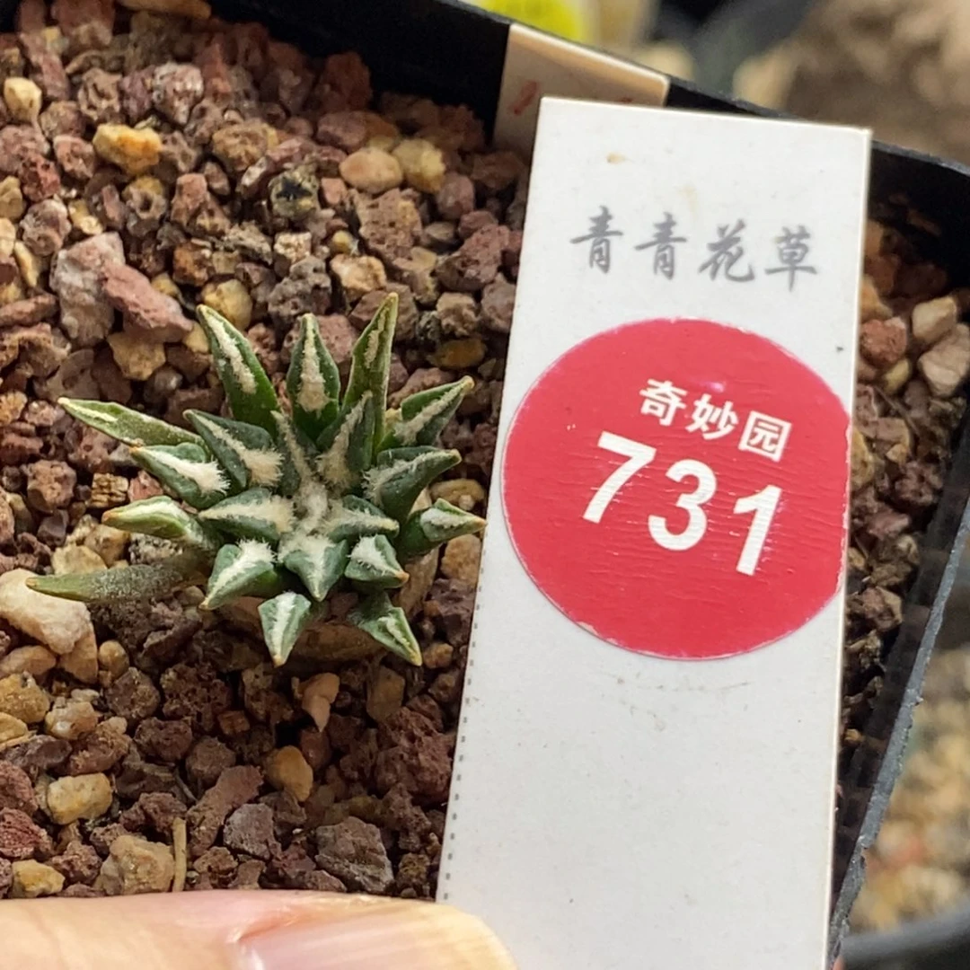 实生母本姬牡丹2.4cm