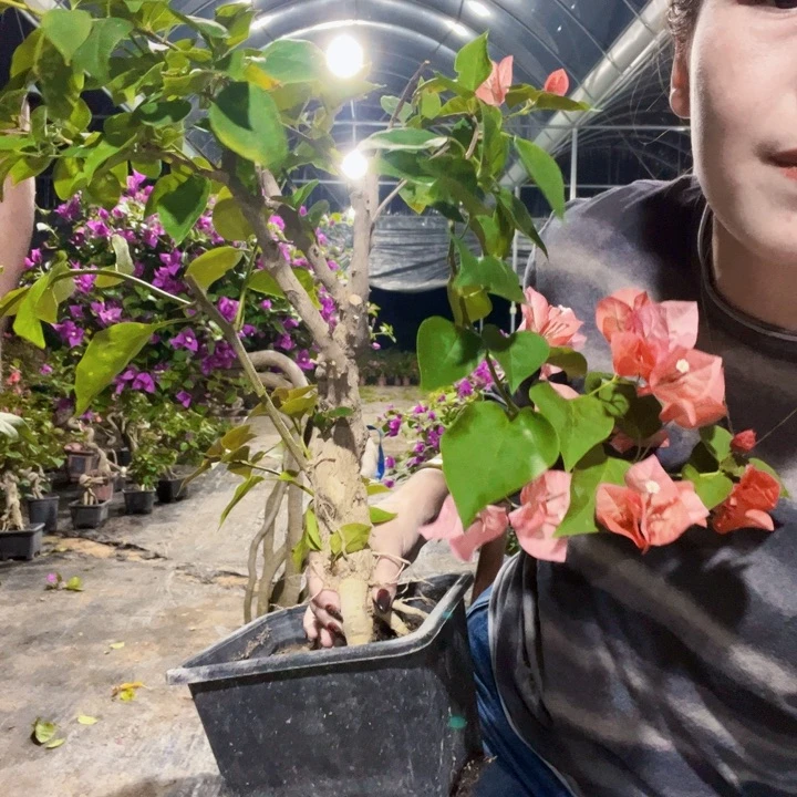 当前无花栽培后可以开花