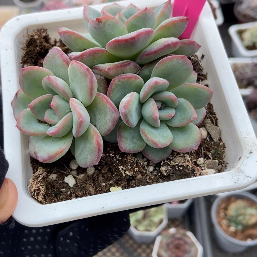 32泡芙多肉植物多肉