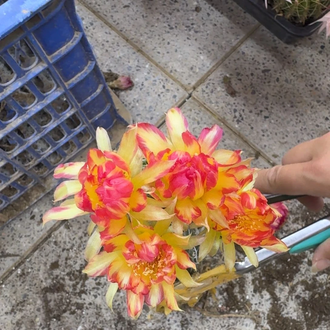 307嫁接新品丽花脱土掰花发货斑，20包邮