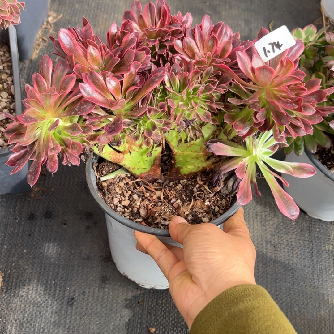 74浣纱缀多肉椅子