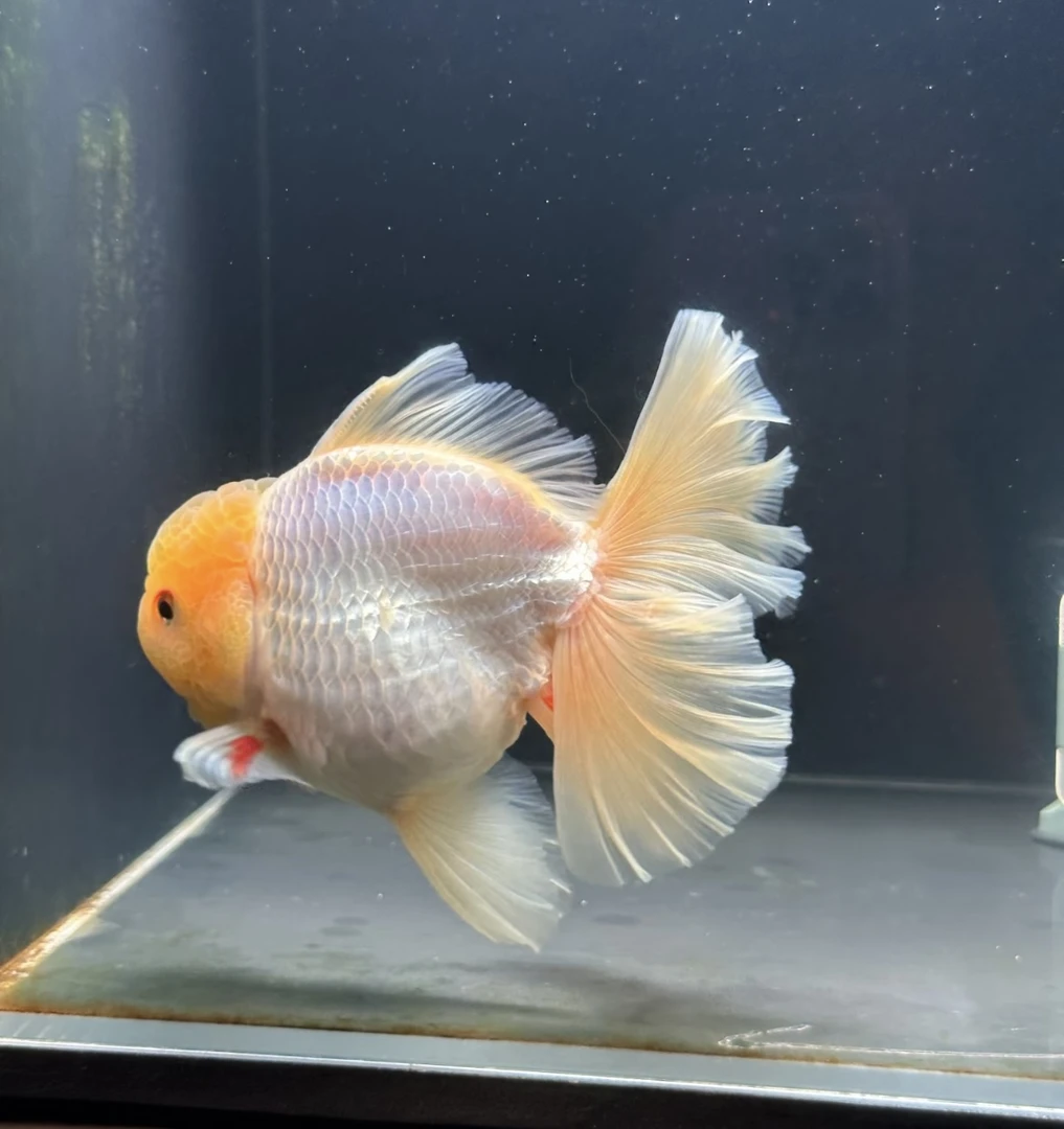 好养耐活鸿运当头冷水观赏金鱼纯白兔子