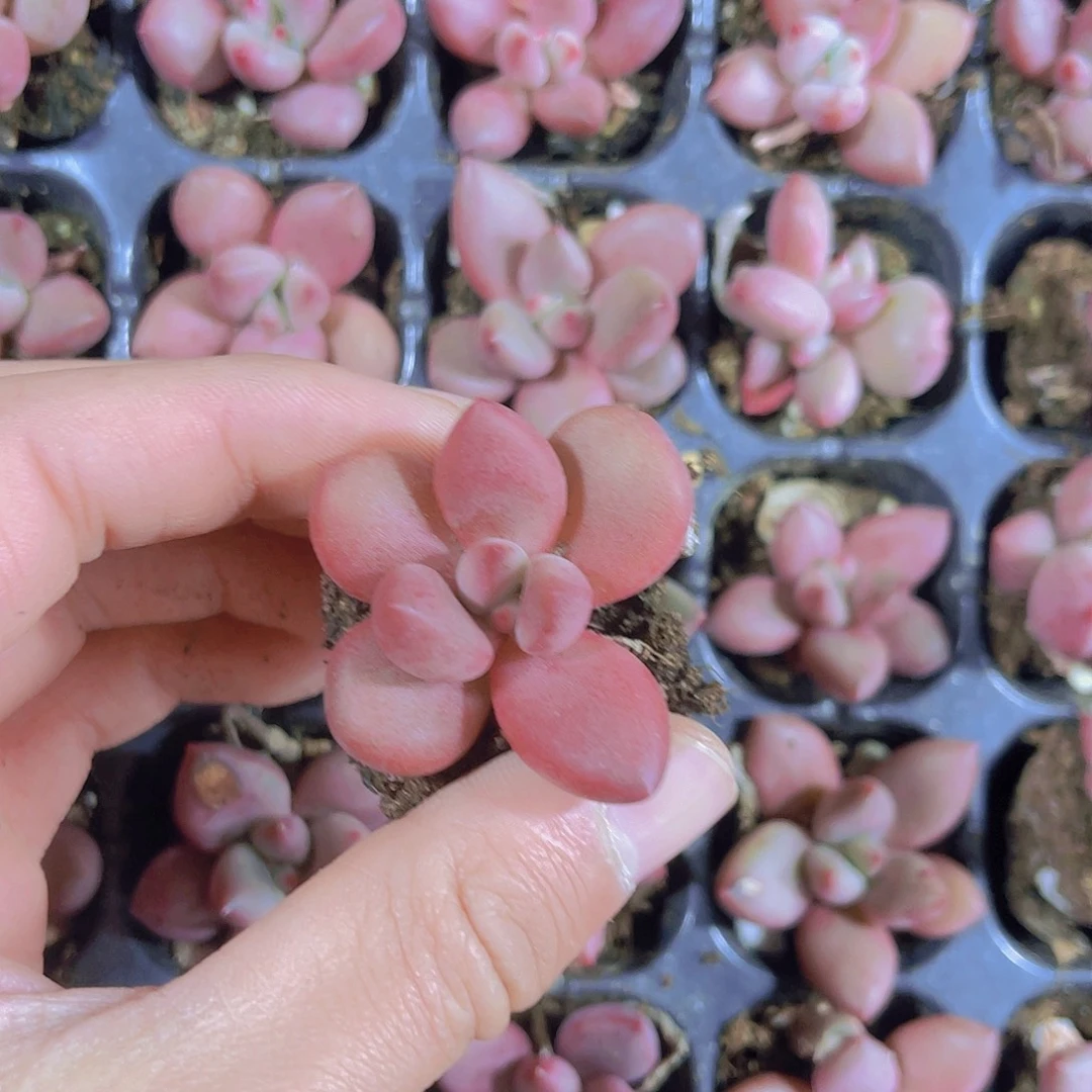 精品桃花源多肉满9.9包邮