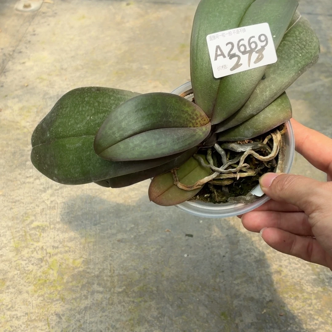 当前无花朵，栽培后可花朵A2669yss1195飞鸟西交黄史