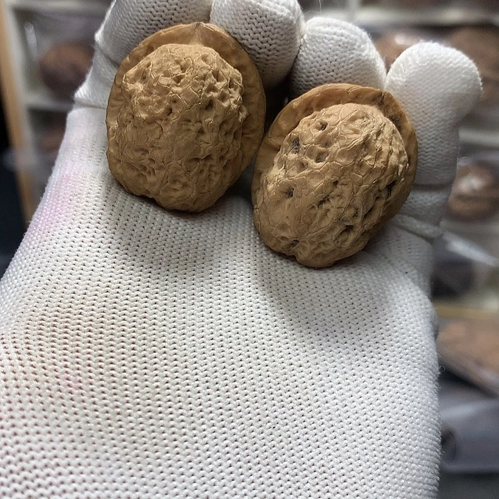核桃粗筋小锤子10号