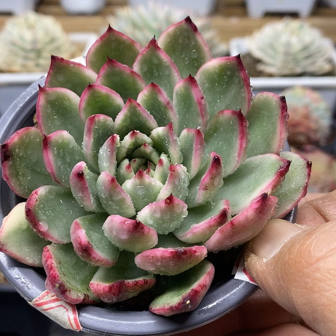 19106 不知名东云覆轮锦