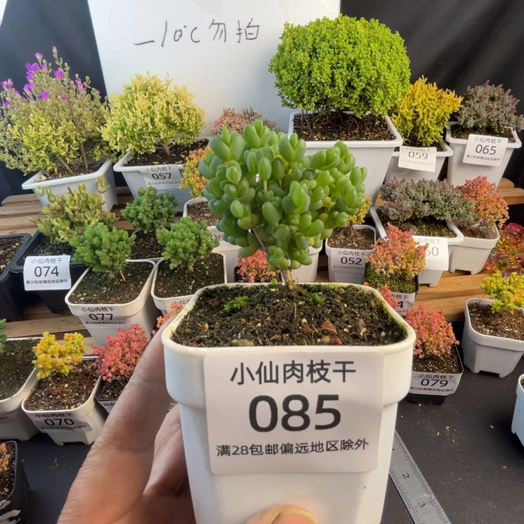 085枝干番杏8口盆元宝