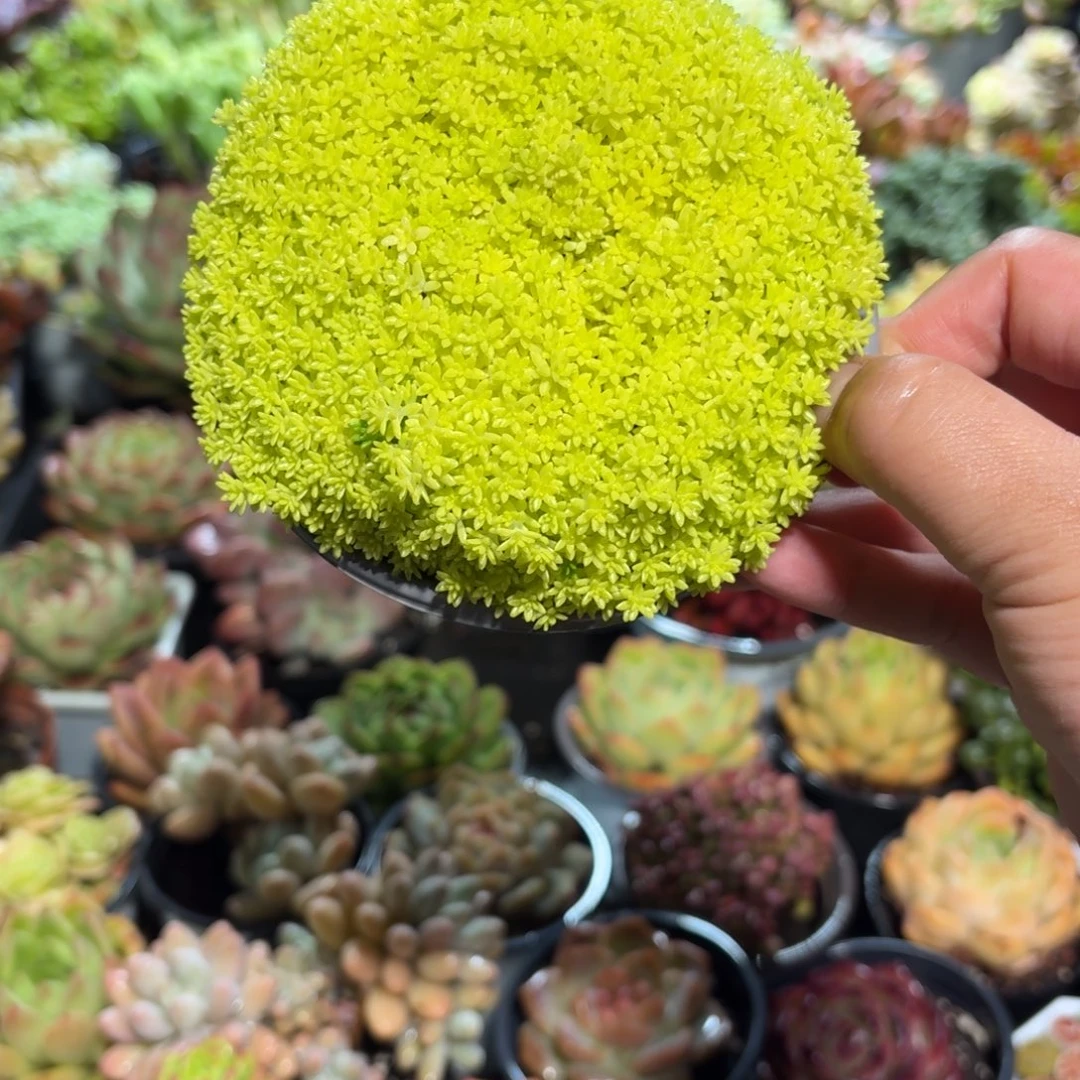 黄金草多肉11㎝盆的