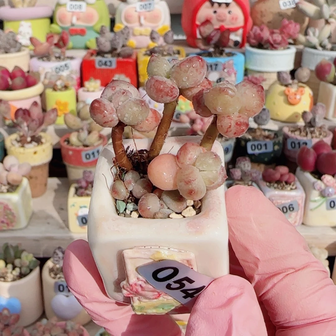 仙女彩虹奶 盆口2.5cm