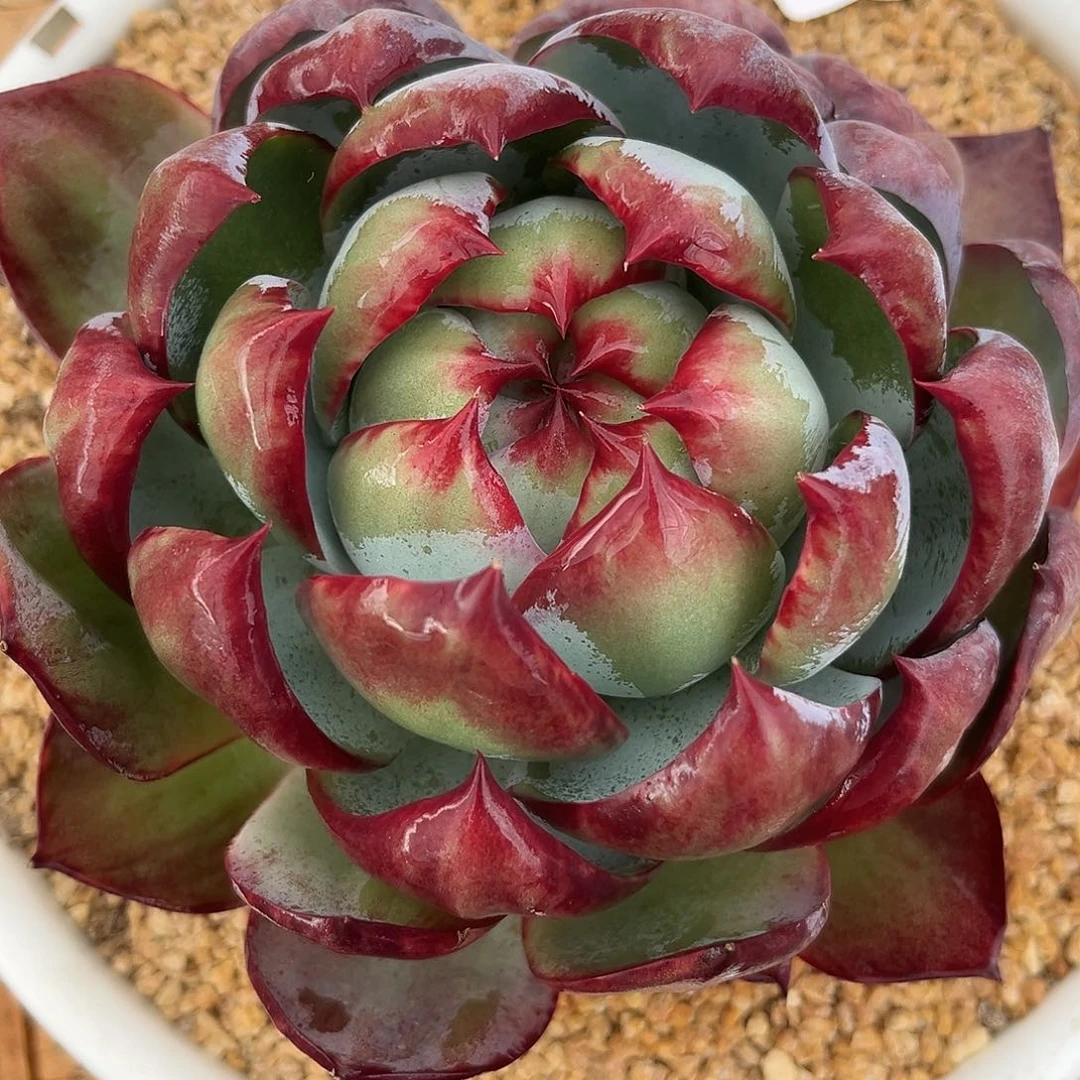 红***依10.3-17惊鸿111111111