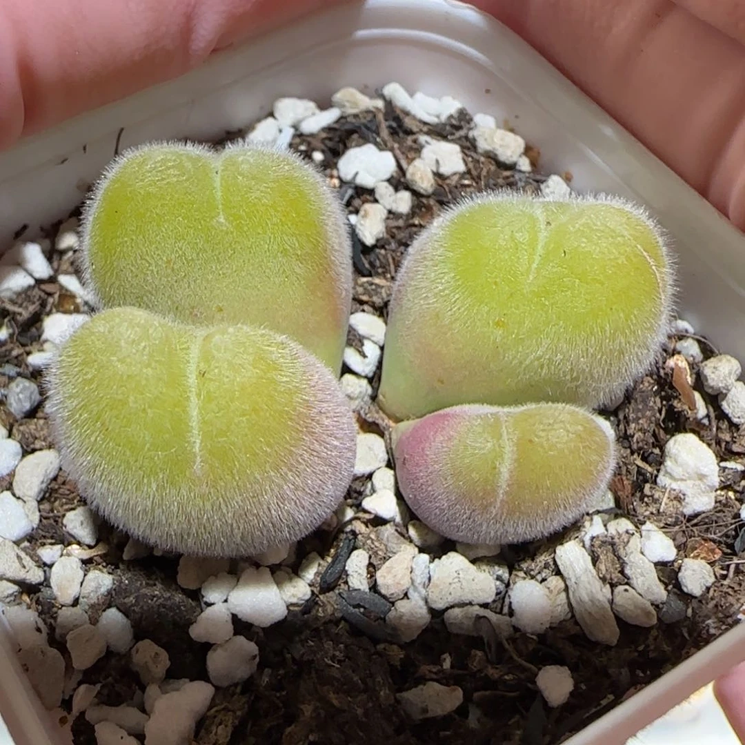 肉锥多肉植物百科-长毛翠滴1278