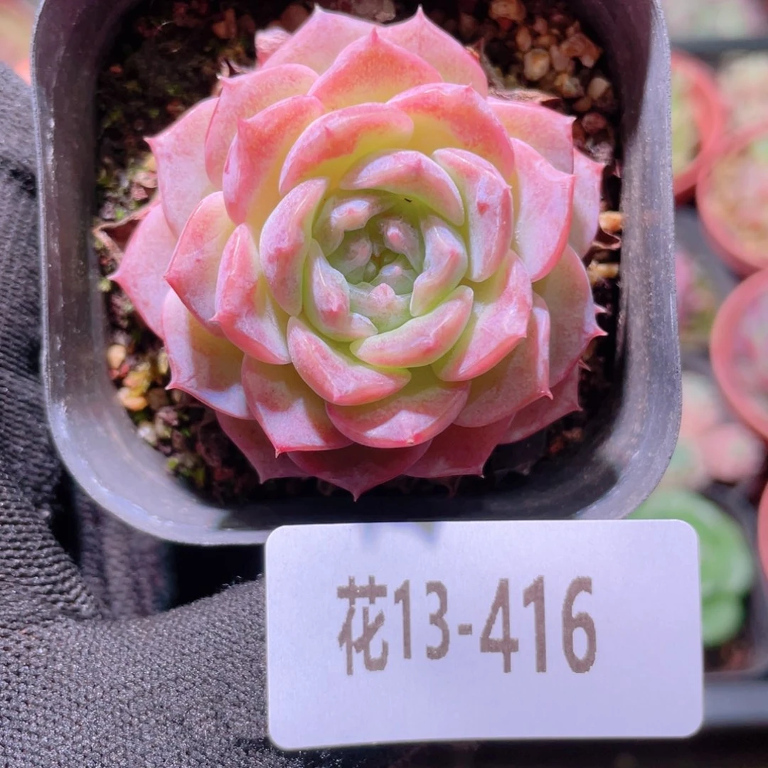 花利美13-416纯爱