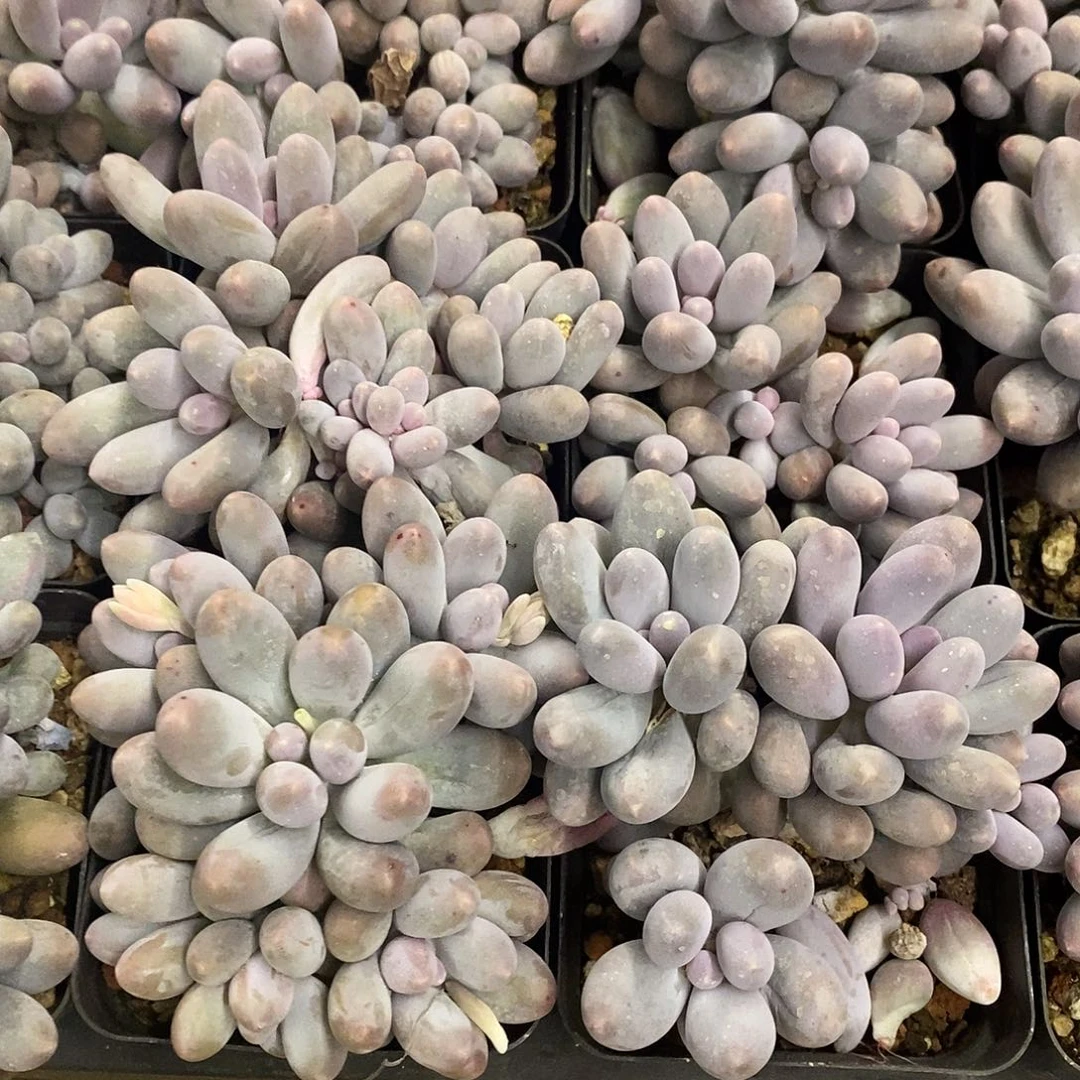 74。汤圆。福利多多