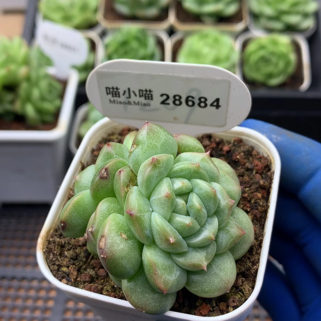 多肉植物杂交珍妮