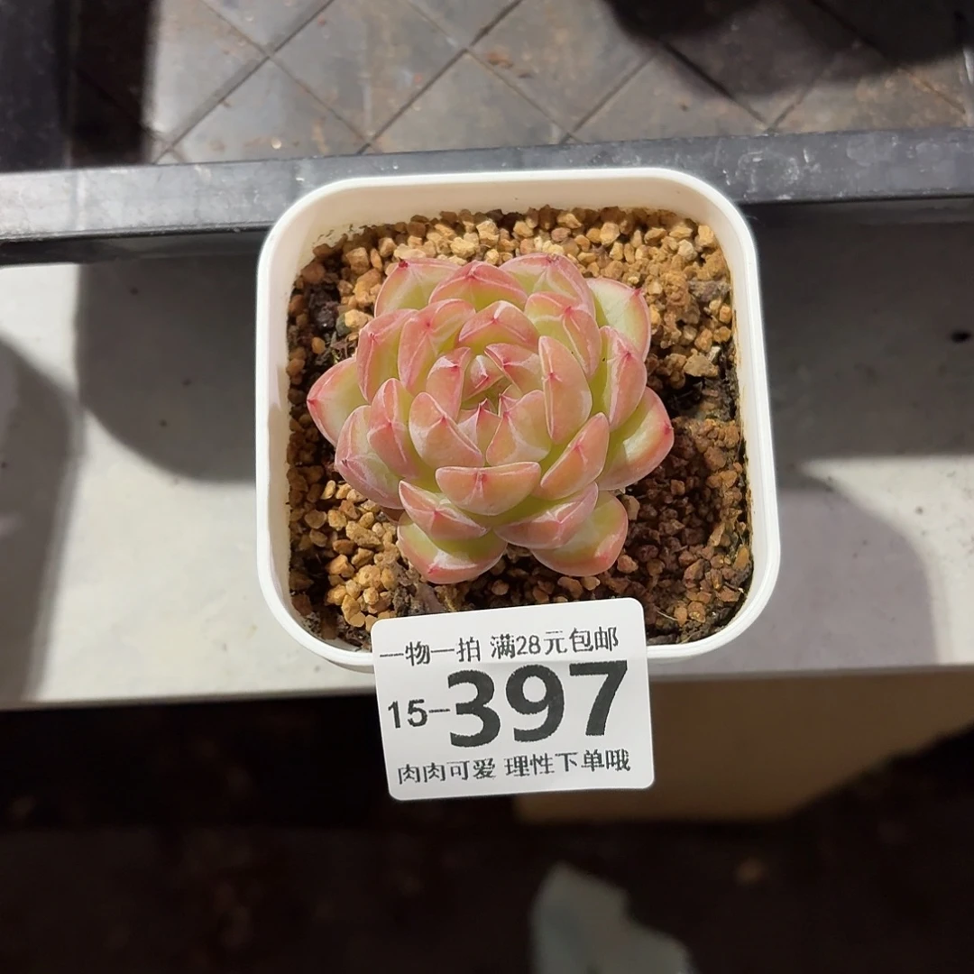 雪花珍妮无盆土发货无