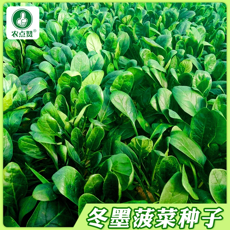 【可越冬】冬墨菠菜种子墨绿大叶菠菜种籽农家种植阳台盆栽蔬菜种孑
