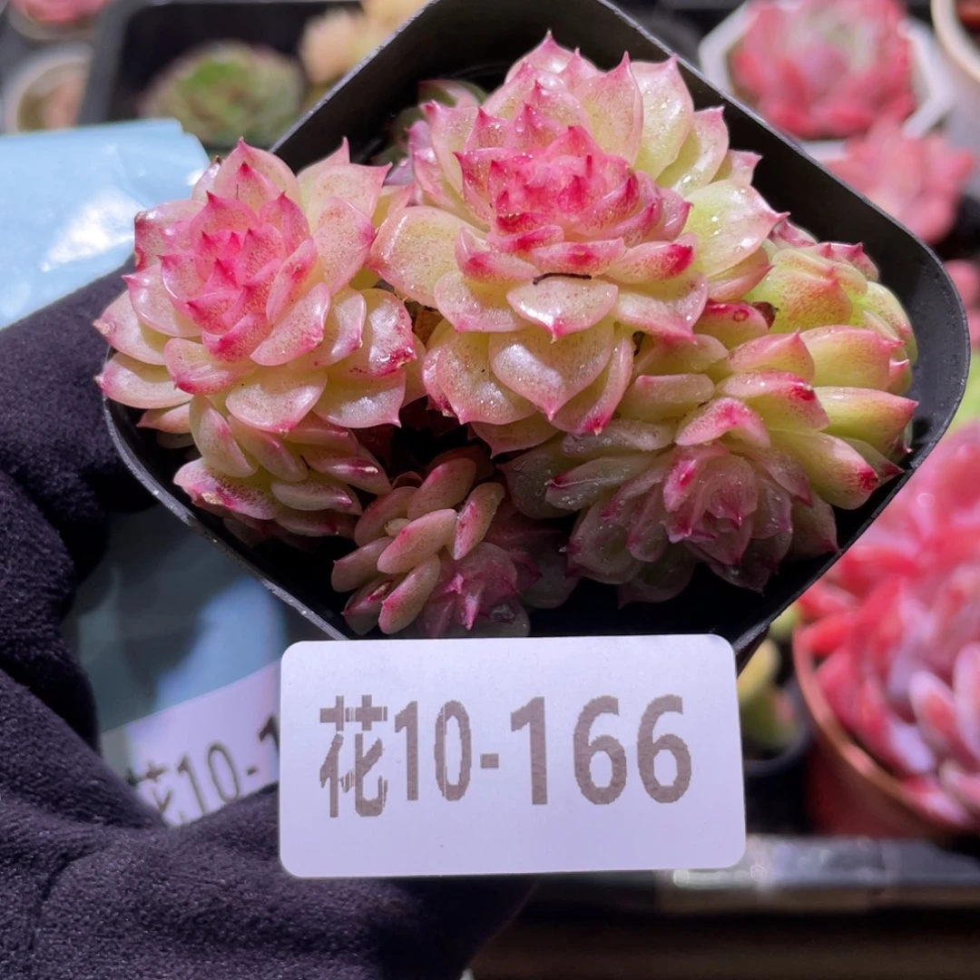 花利美10-166麦秆群