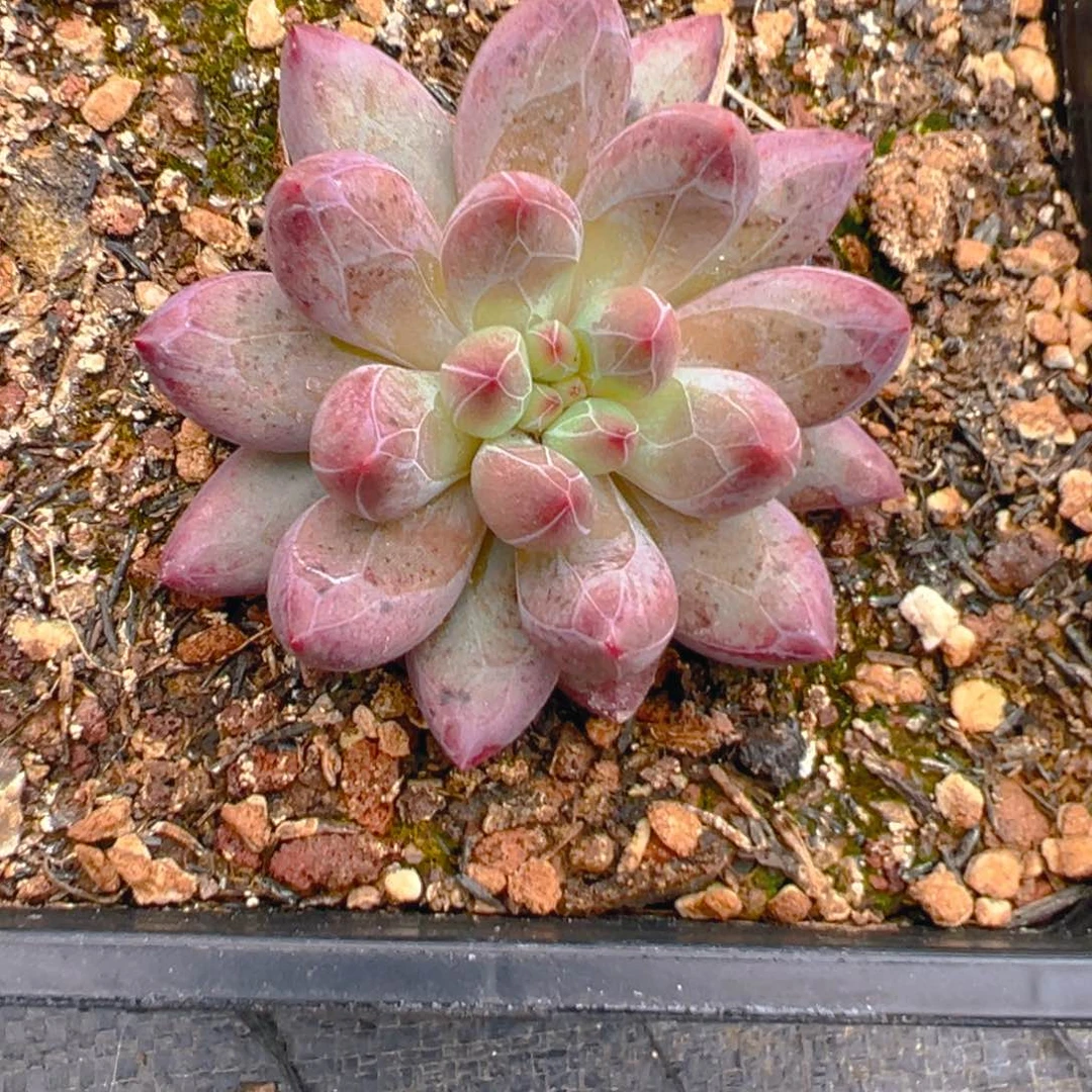 X*虞美人1111111111