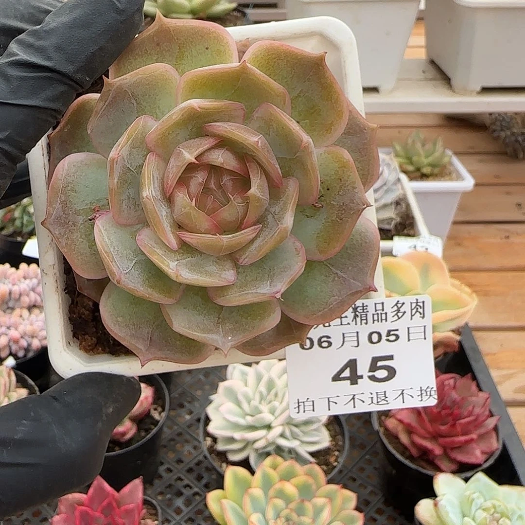 0605-45琉璃盏单头