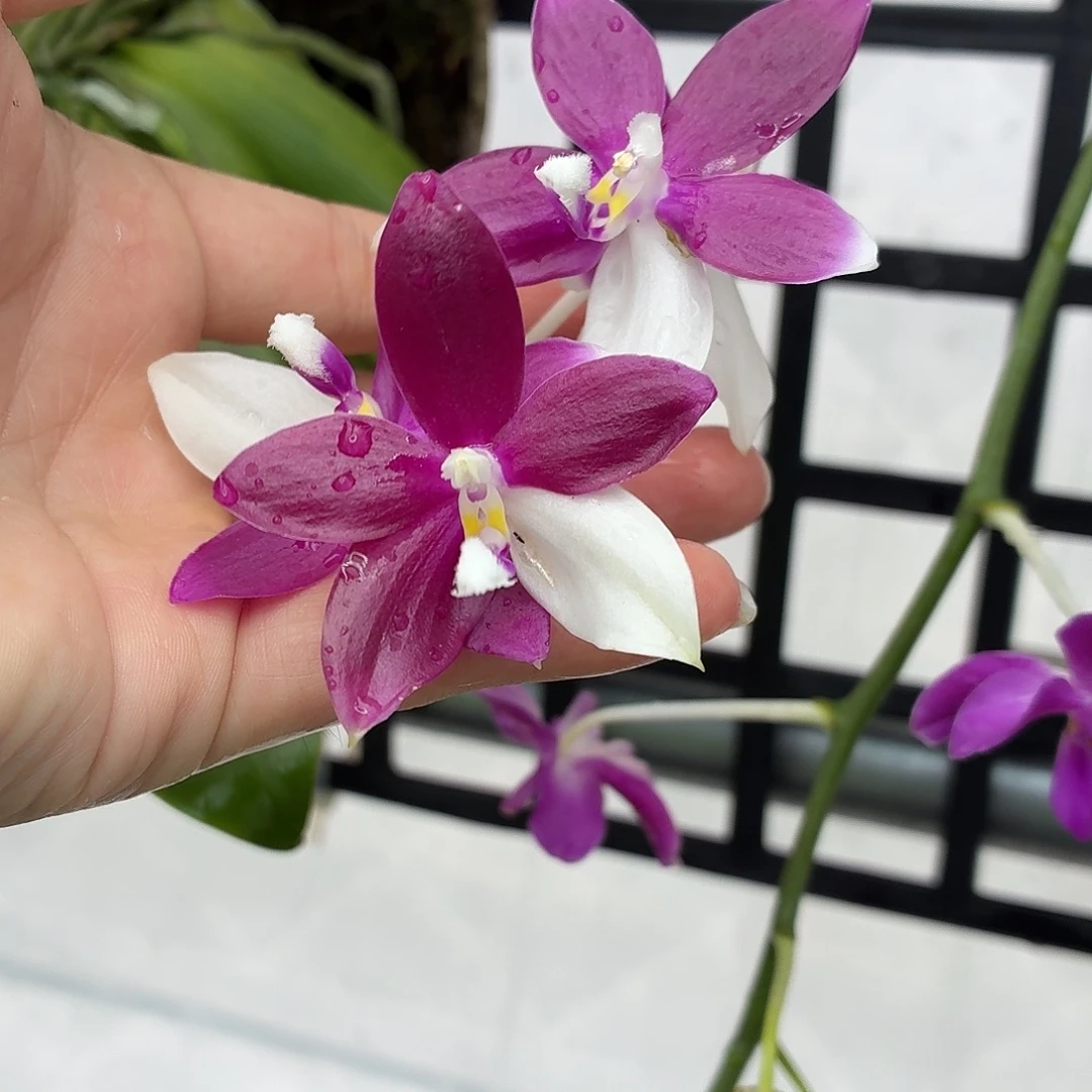 当前无花朵，栽培后可花朵A1854盾花盲盒