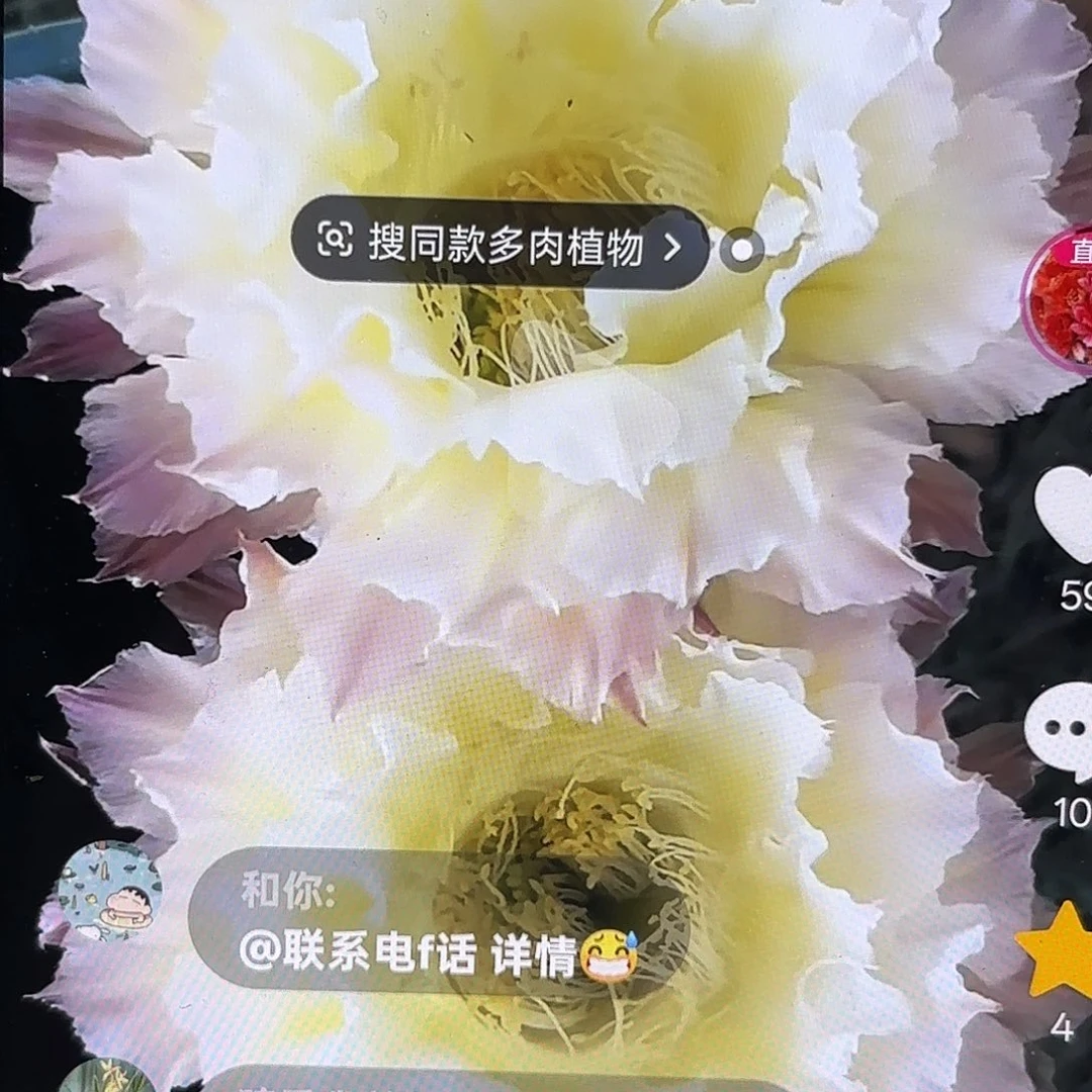 白可可彩侧牙20包邮仙人球26