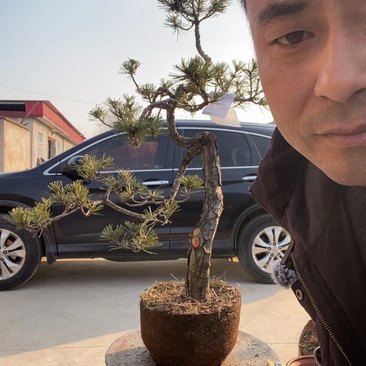 无花朵黄杨木梳或者清水冲洗