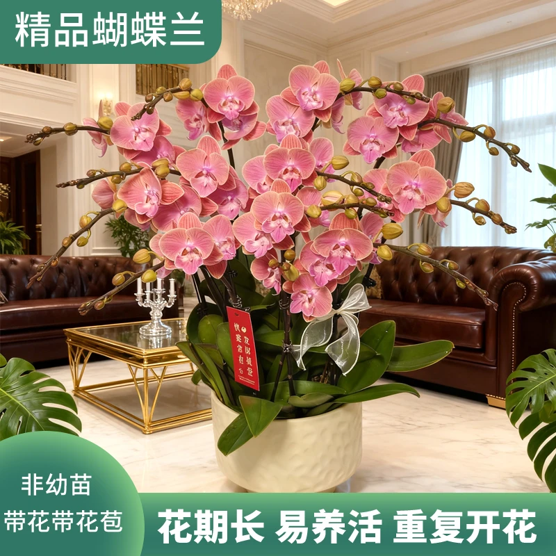 《唯美》鲜活绿植 经典品种 带花带花苞 室内盆栽