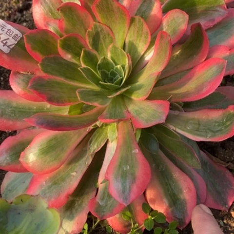 644女妖满25包邮多肉