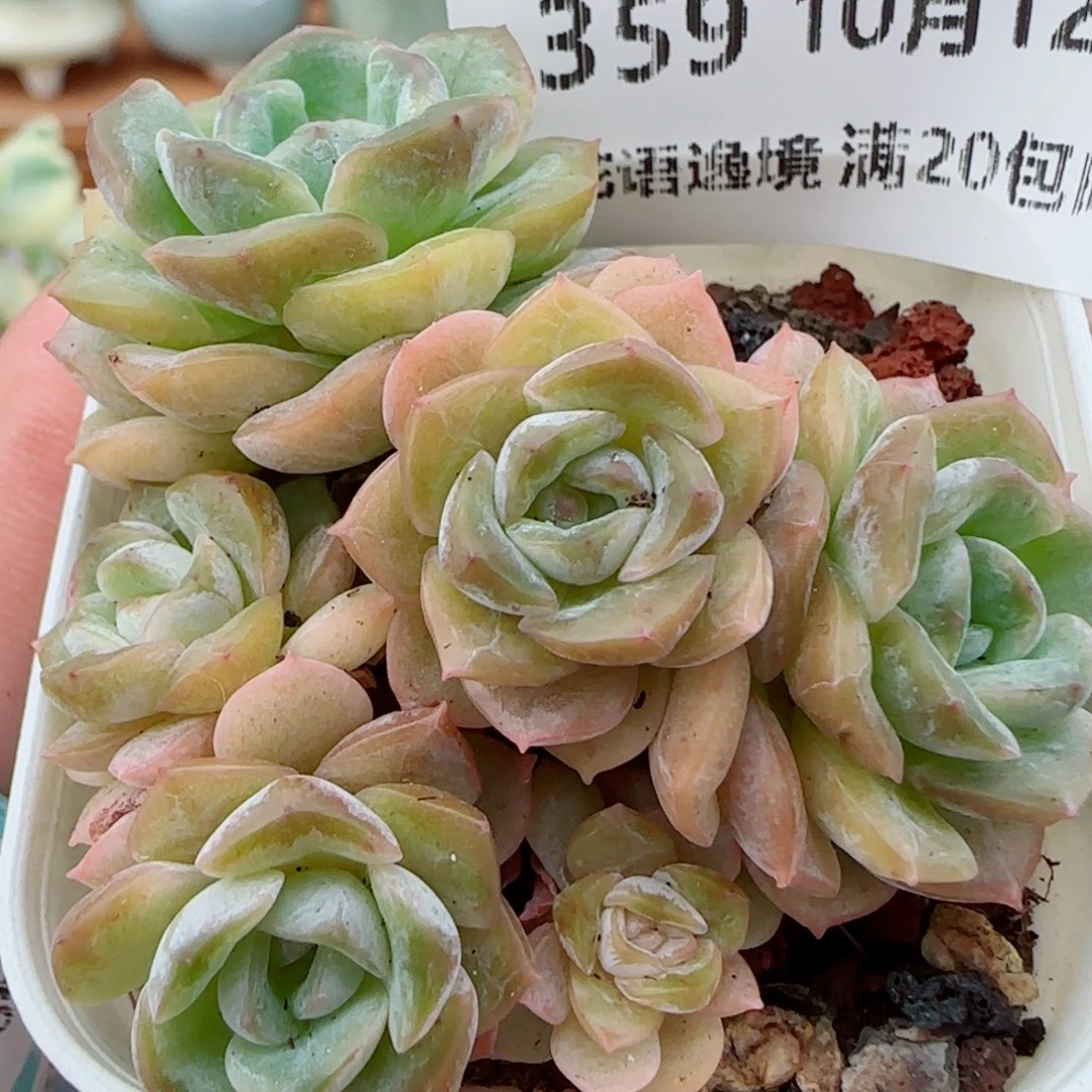 花语逸镜1012-359绒金