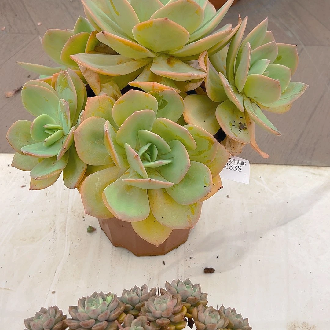 上****2338凤多肉植物多肉