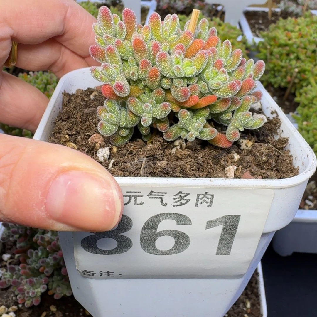 861号冰晶杂枝干番杏