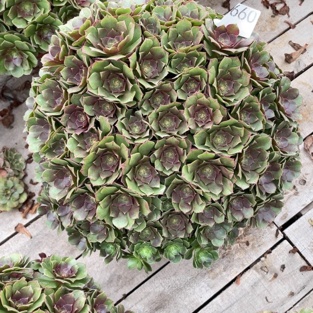 ****I660.沙拉碗多肉植物