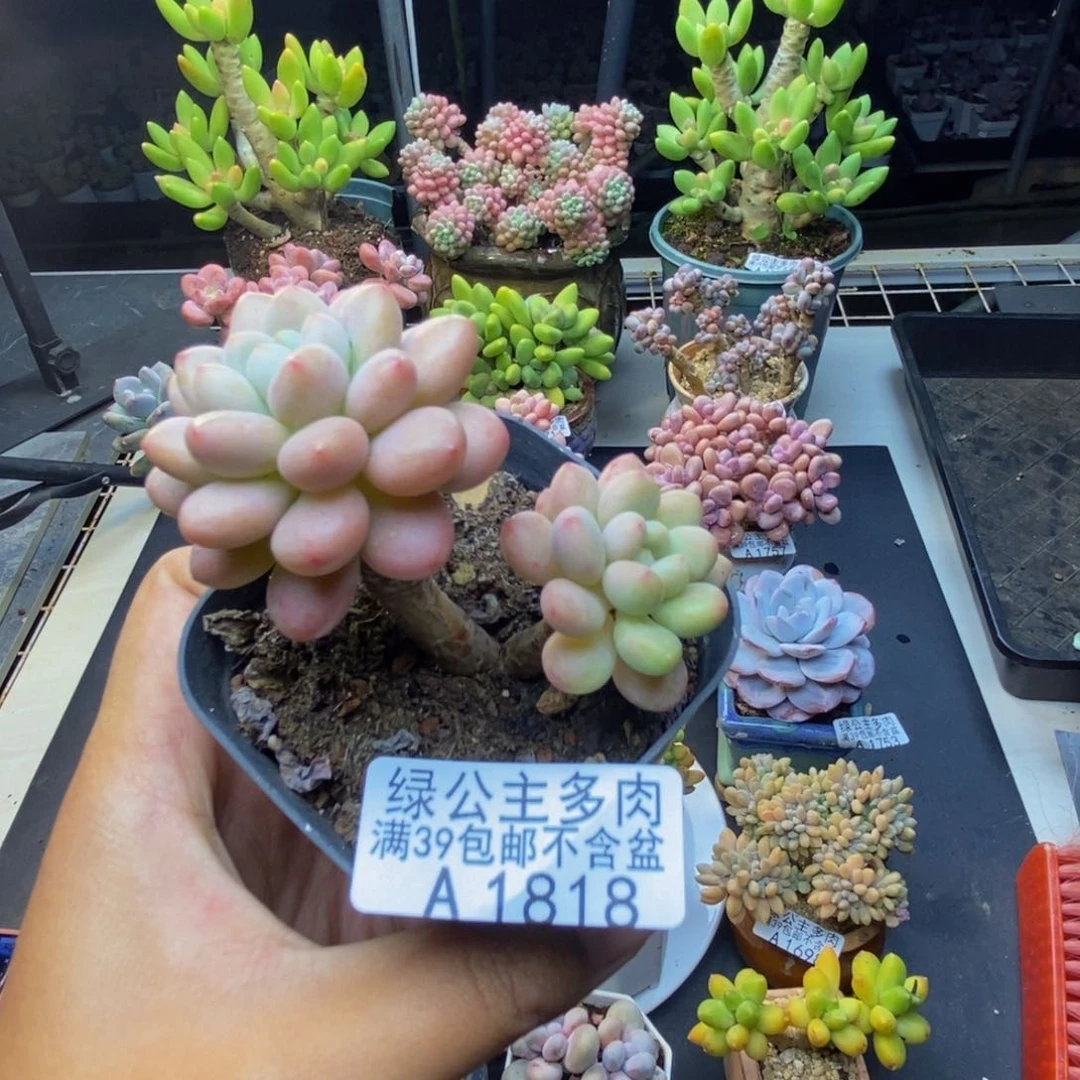 818鱼子酱多肉7c m