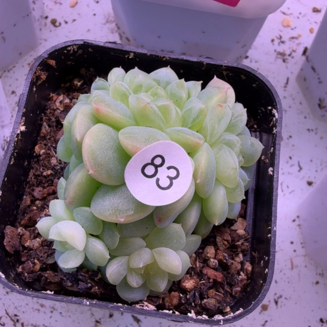 83号5头纸鸢一物一拍