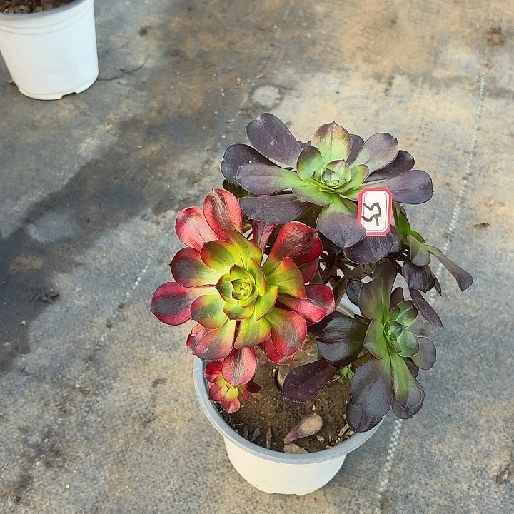 巫毒黄锦阴阳丛林朵朵55