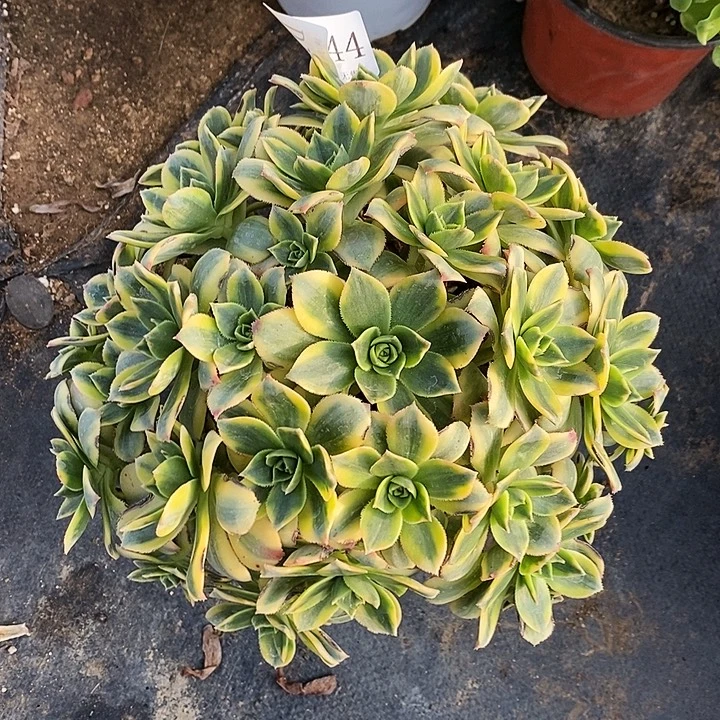 1744星爆多肉叶片有瑕疵