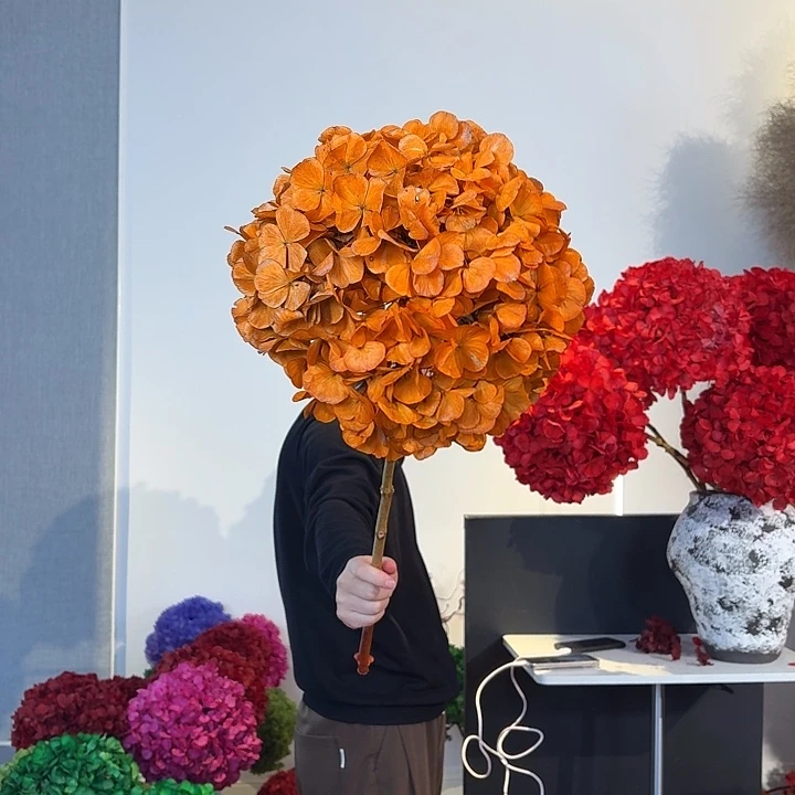 吸色永生大叶绣球1枝 橙