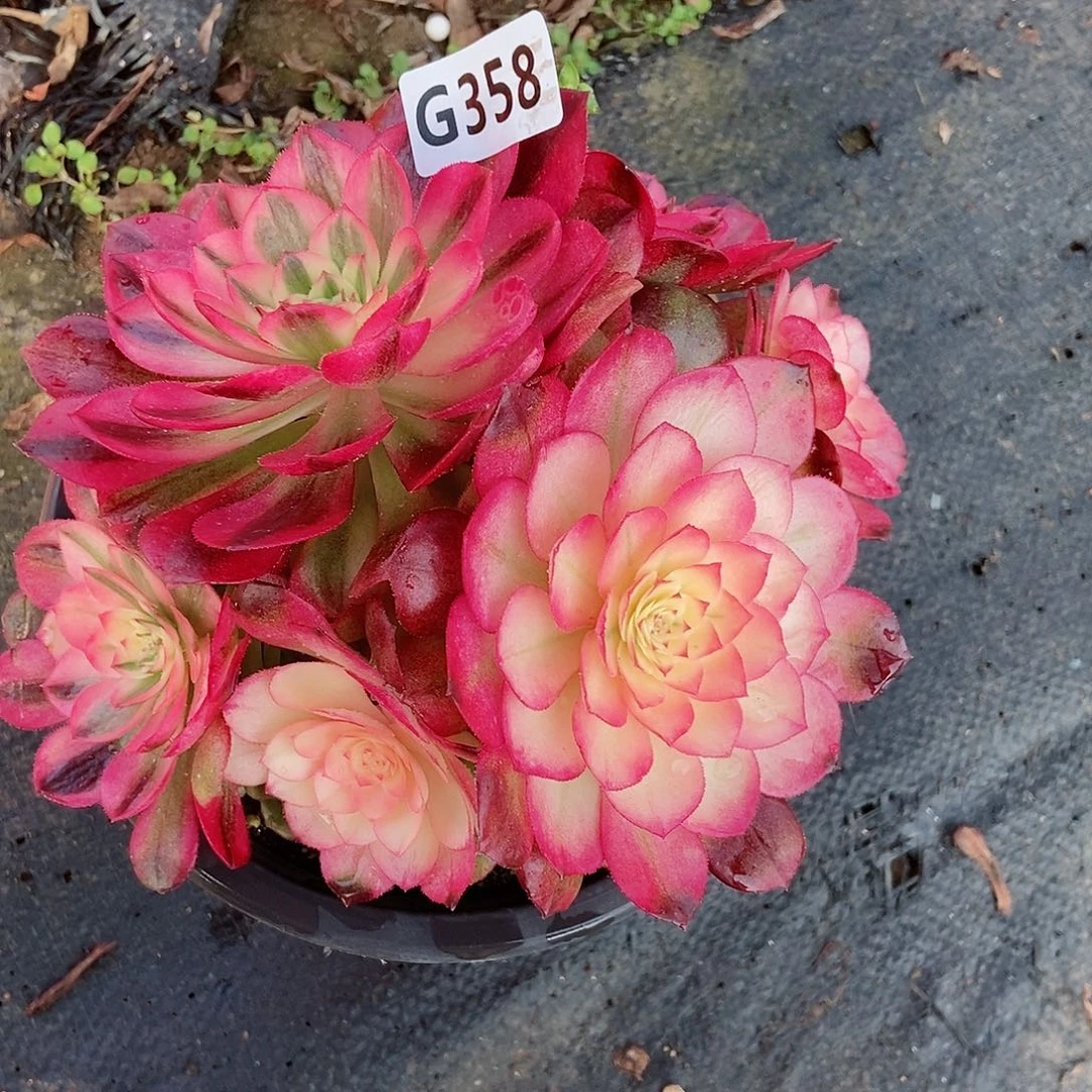 红陶小*，358荔枝丛林3冠服15多肉