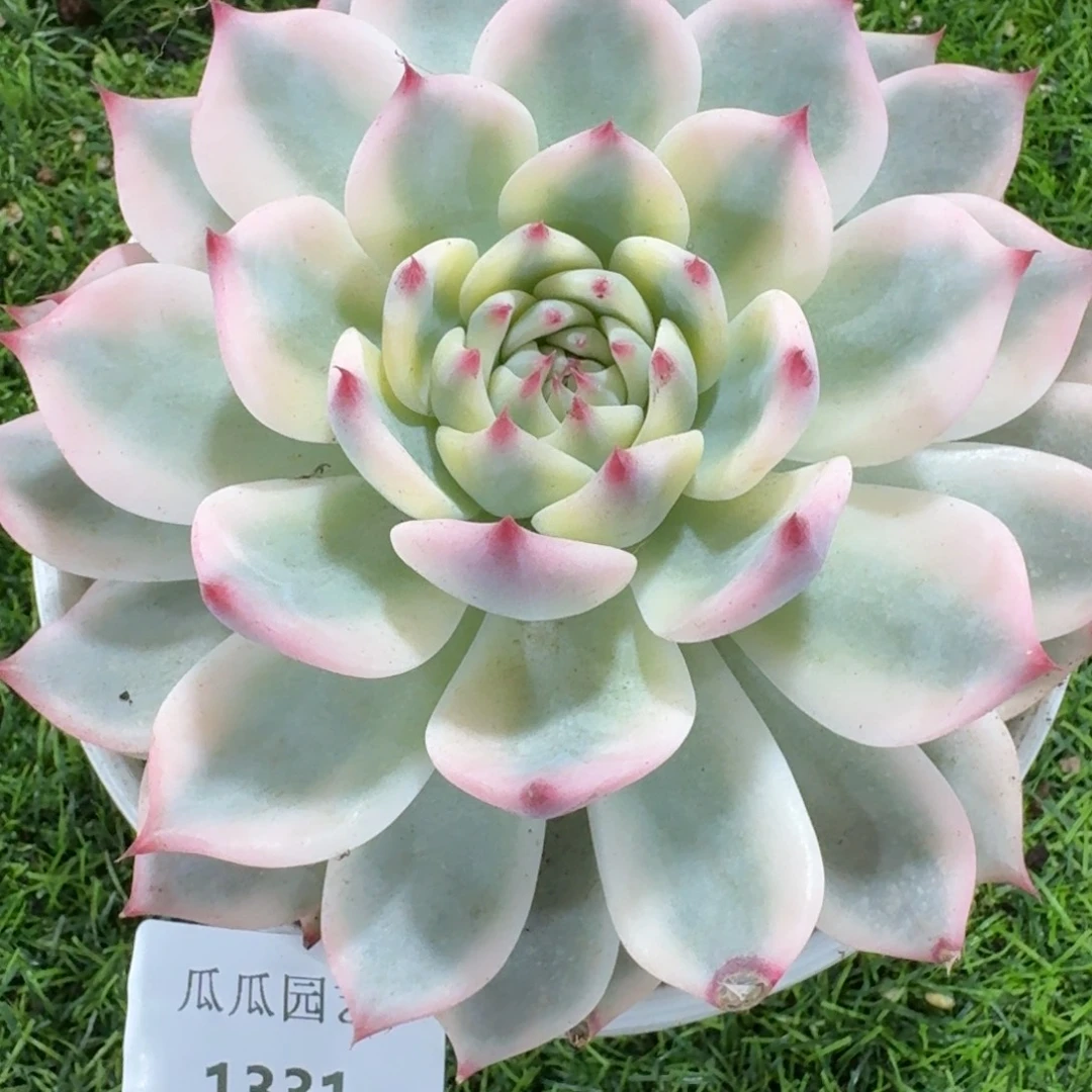 1331吉娃娃锦多肉植物