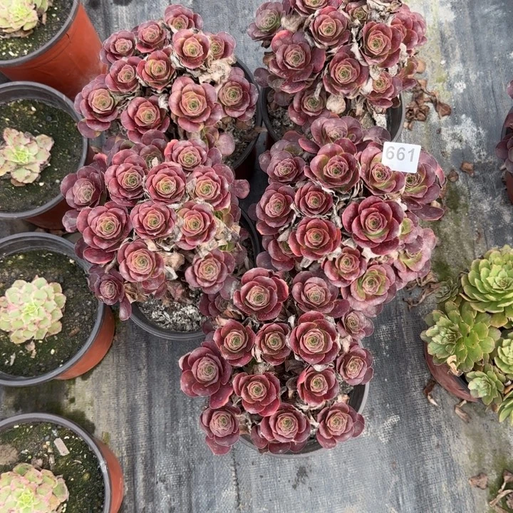 林***夕多肉植物提取精华661五棵