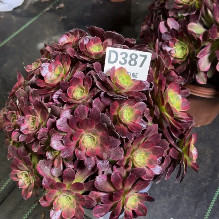 阳**瑞妈一物一拍387