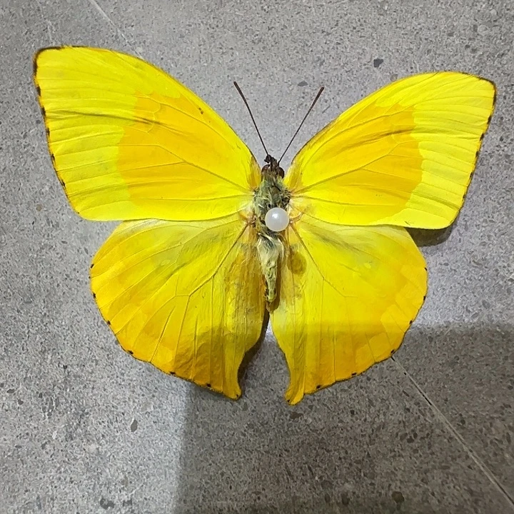 柔菲粉蝶2号瑕疵压棉